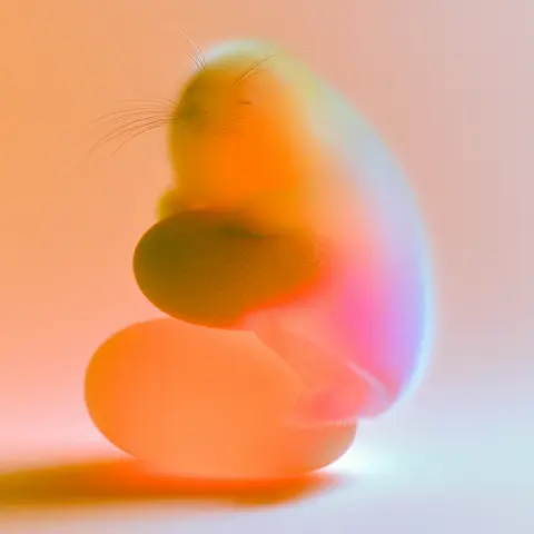 杏桃光晕梦境 · 新创作方幅 / newborn seal curls around a smooth beach pebble, its rounded body nearly · Square